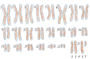 23 Pairs of Chromosomes in the Human Body